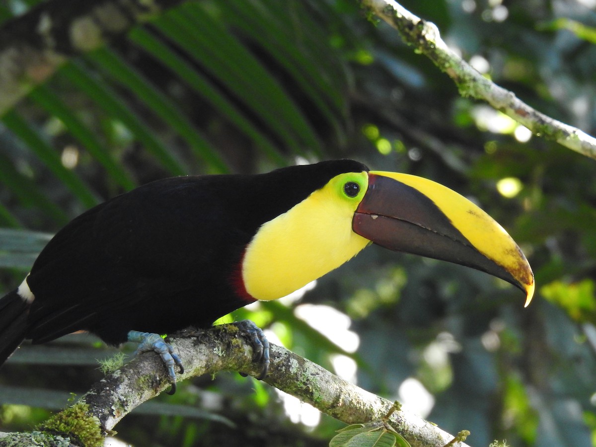 Yellow-throated Toucan - ML618291071