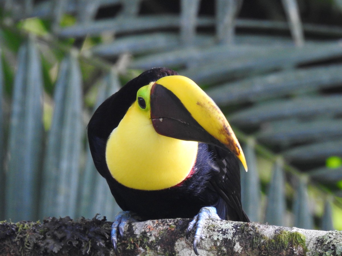 Yellow-throated Toucan - ML618291076