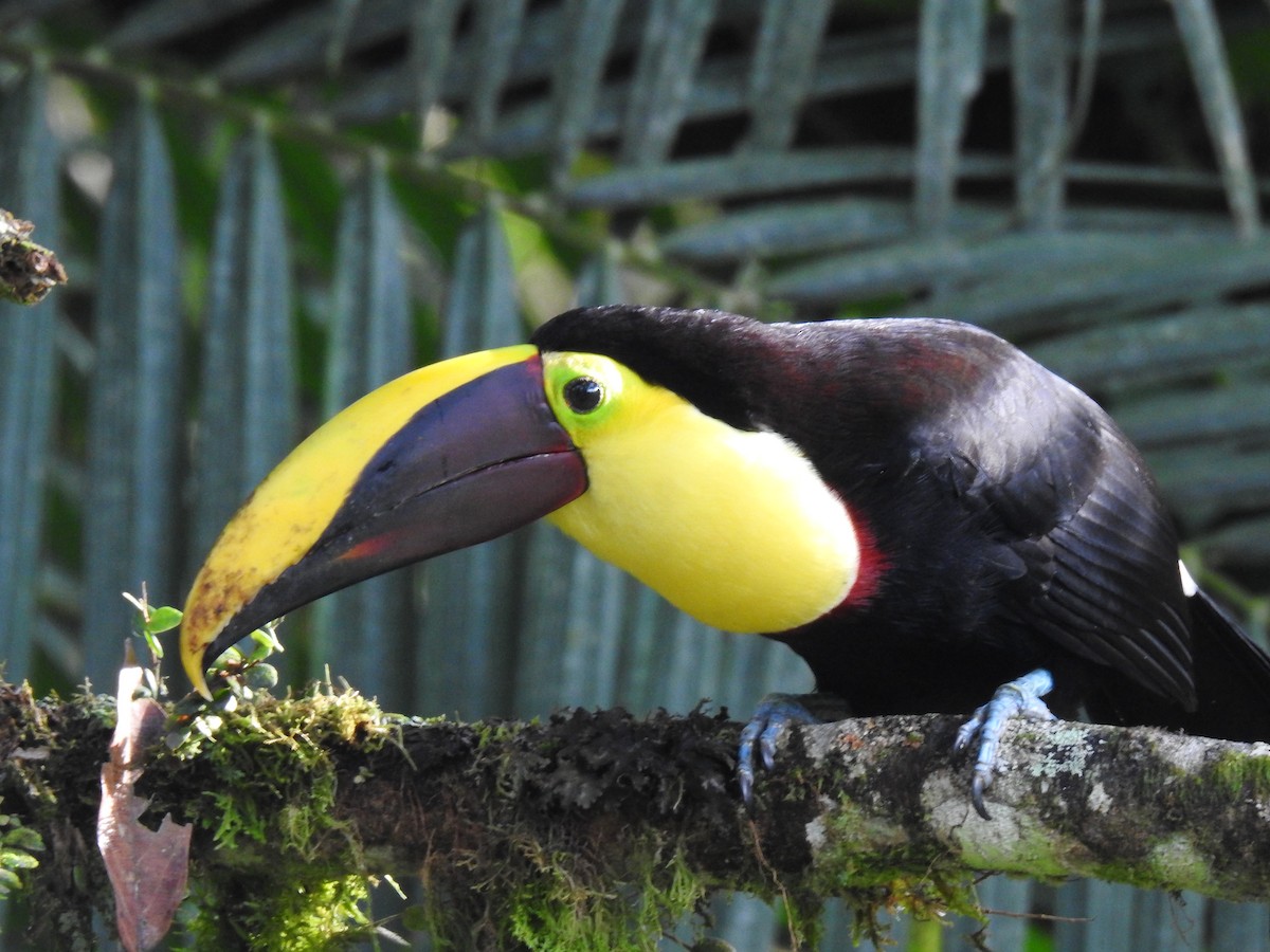 Yellow-throated Toucan - ML618291080