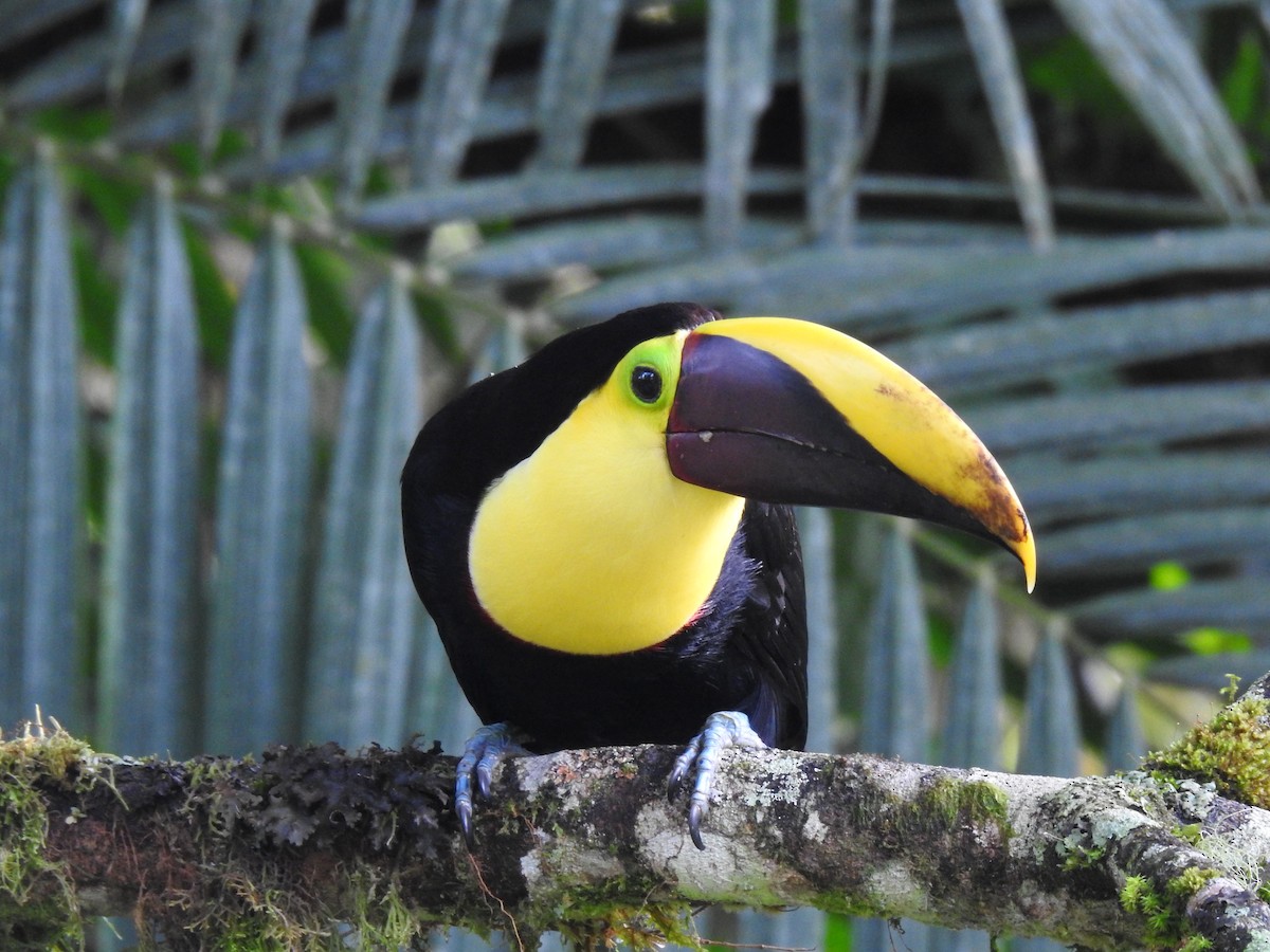 Yellow-throated Toucan - Justin Harris