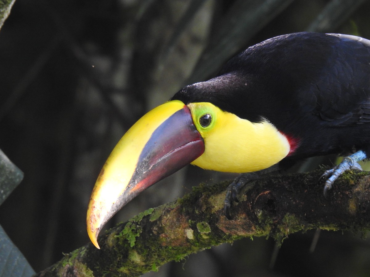 Yellow-throated Toucan - ML618291085