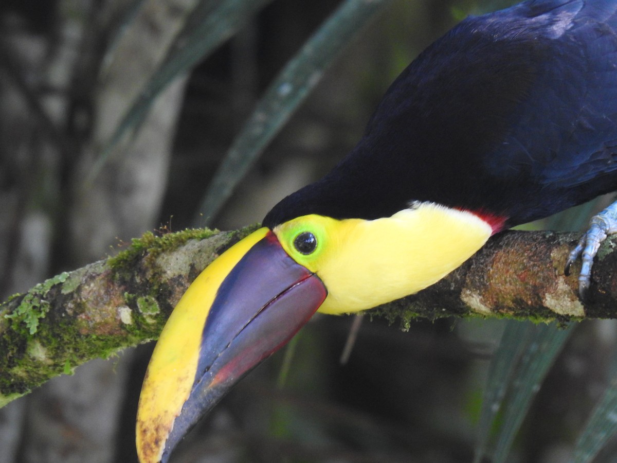 Yellow-throated Toucan - Justin Harris