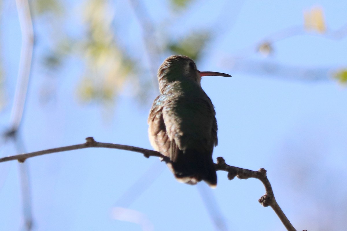 Broad-billed Hummingbird - Andrew Core