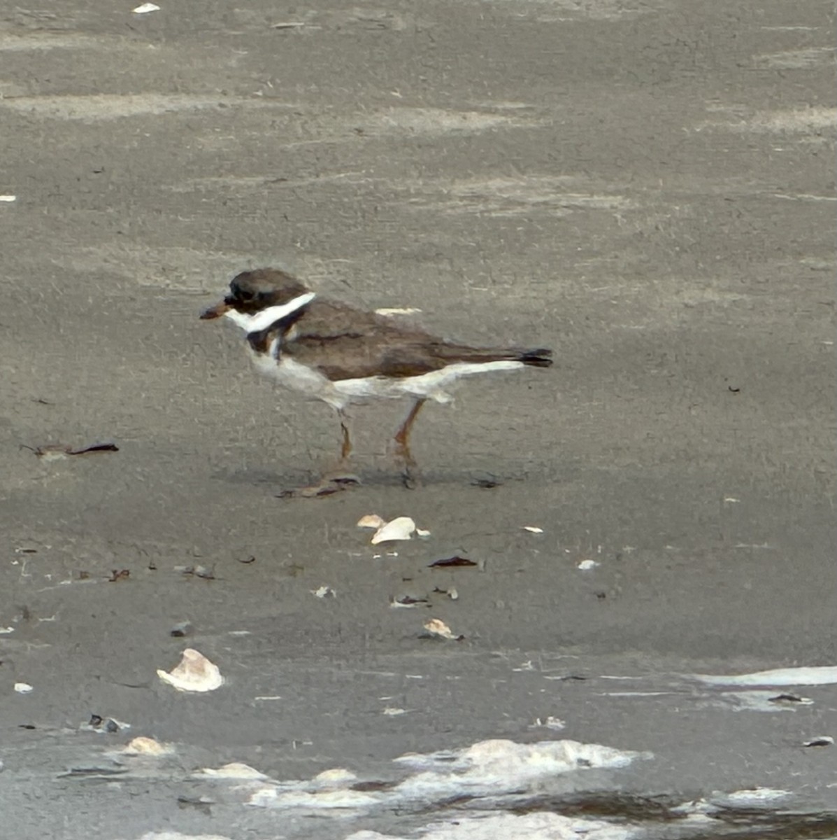 Semipalmated Plover - Brenda Gonzales