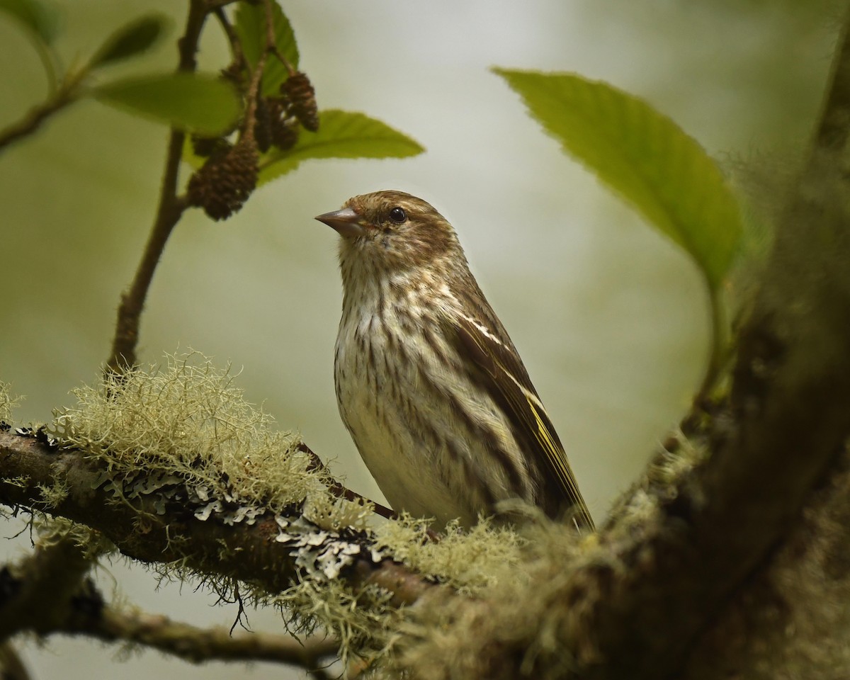 Pine Siskin - Patricia Goldberg