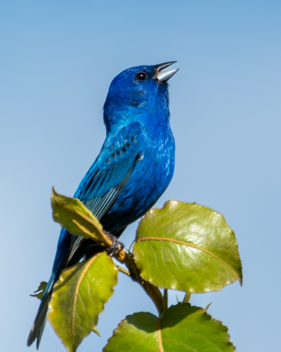 Indigo Bunting - Charles Byrne