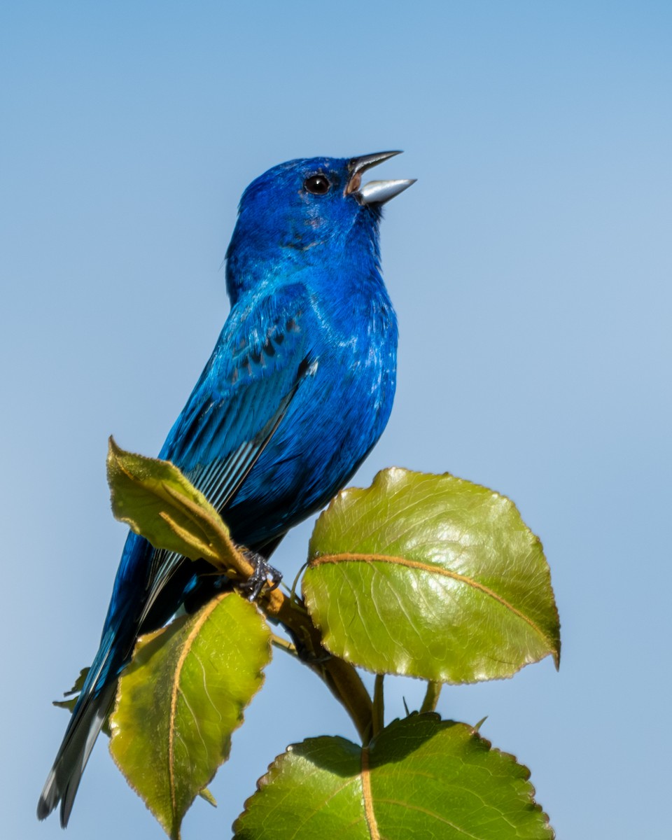 Indigo Bunting - Charles Byrne