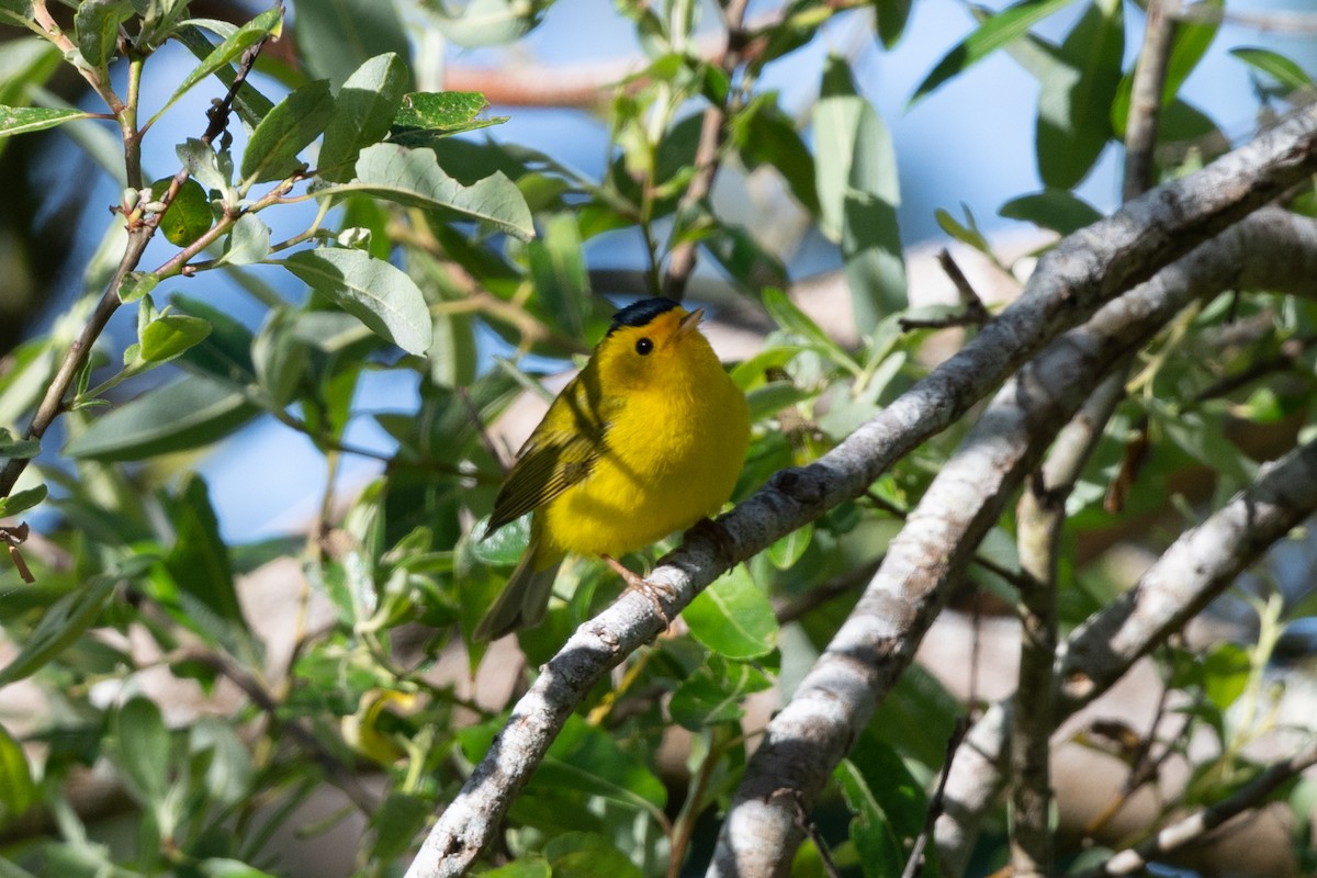 Wilson's Warbler - Tom Hambleton