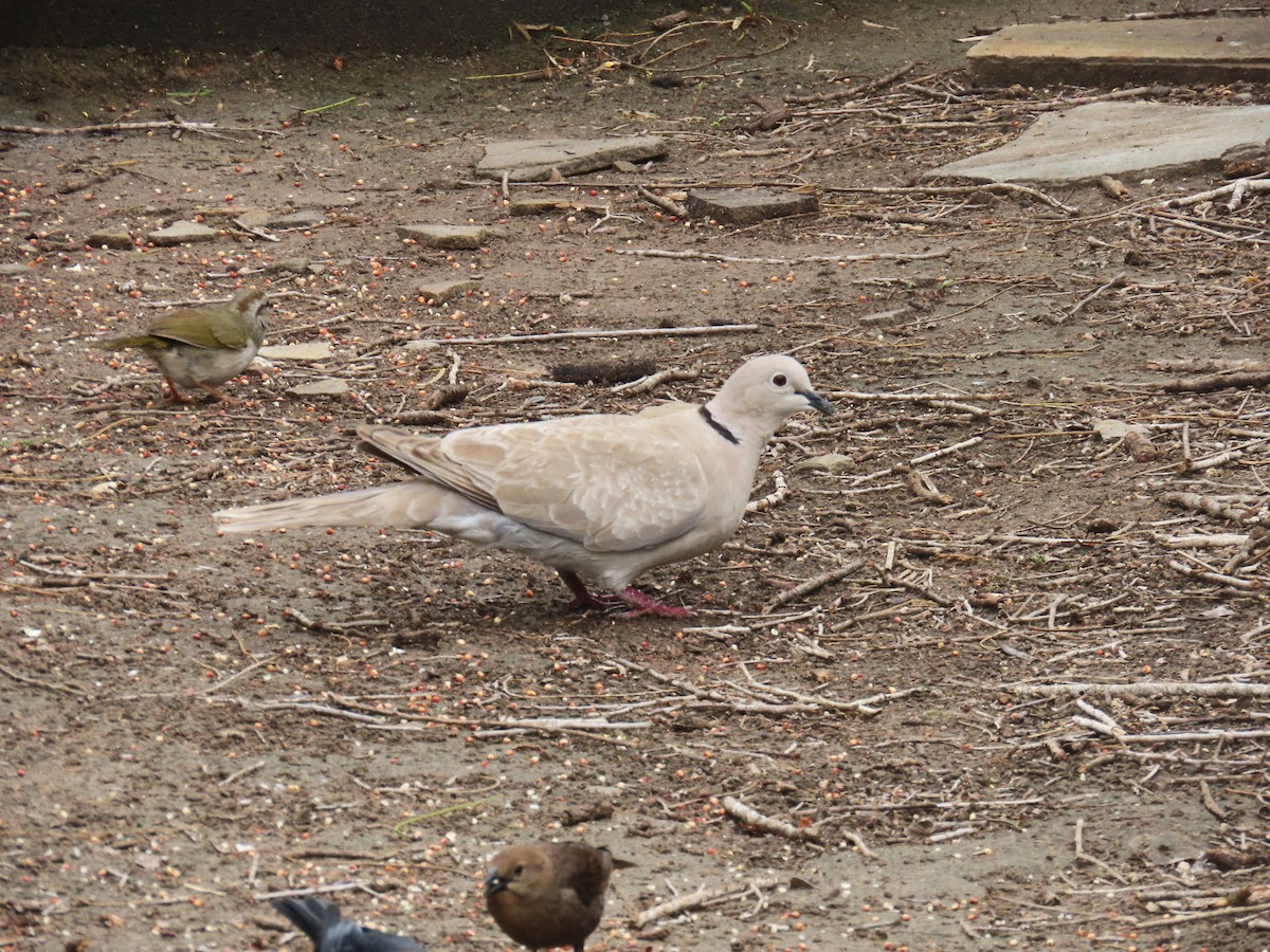 Eurasian Collared-Dove - ML618291124