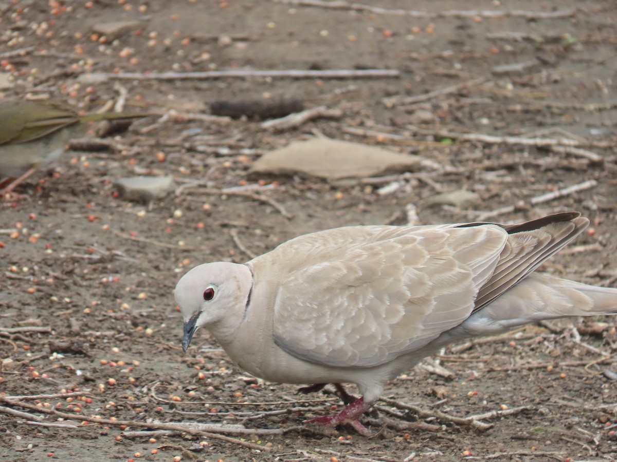 Eurasian Collared-Dove - ML618291125