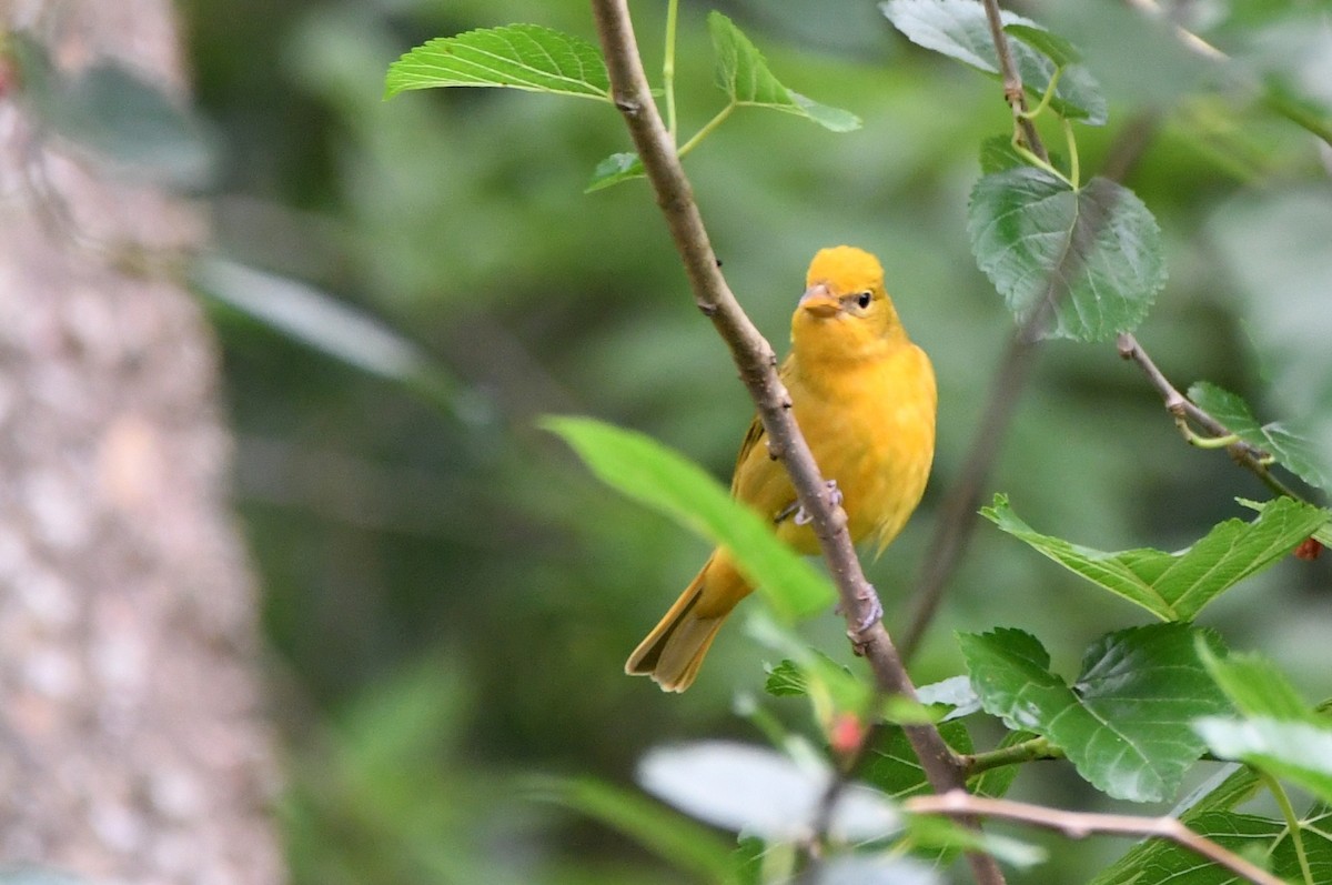 Summer Tanager - Kevin Smith