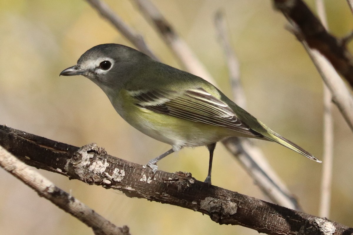 Blue-headed Vireo - Andrew Core