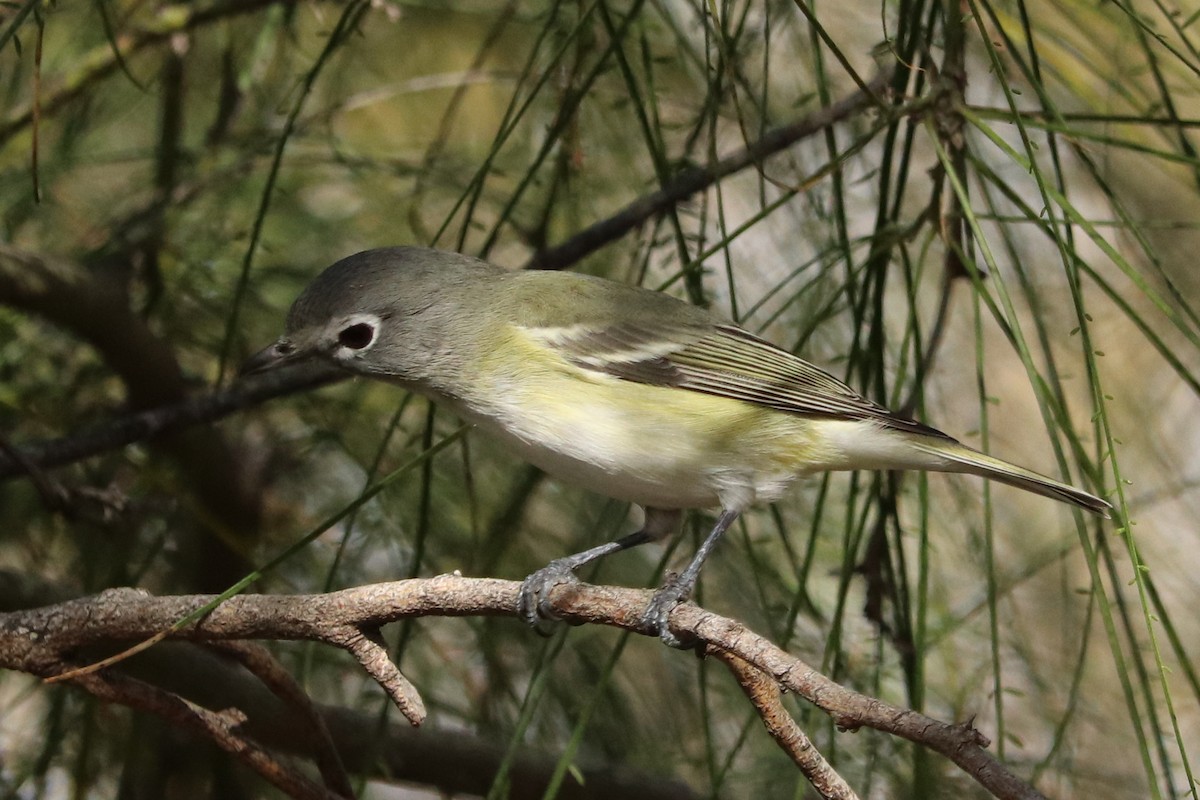 Blue-headed Vireo - Andrew Core