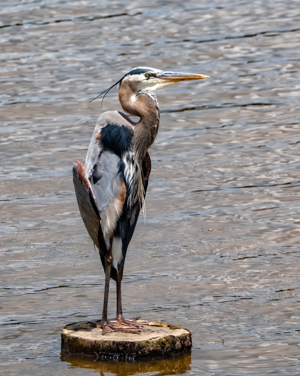 Great Blue Heron - ML618291140