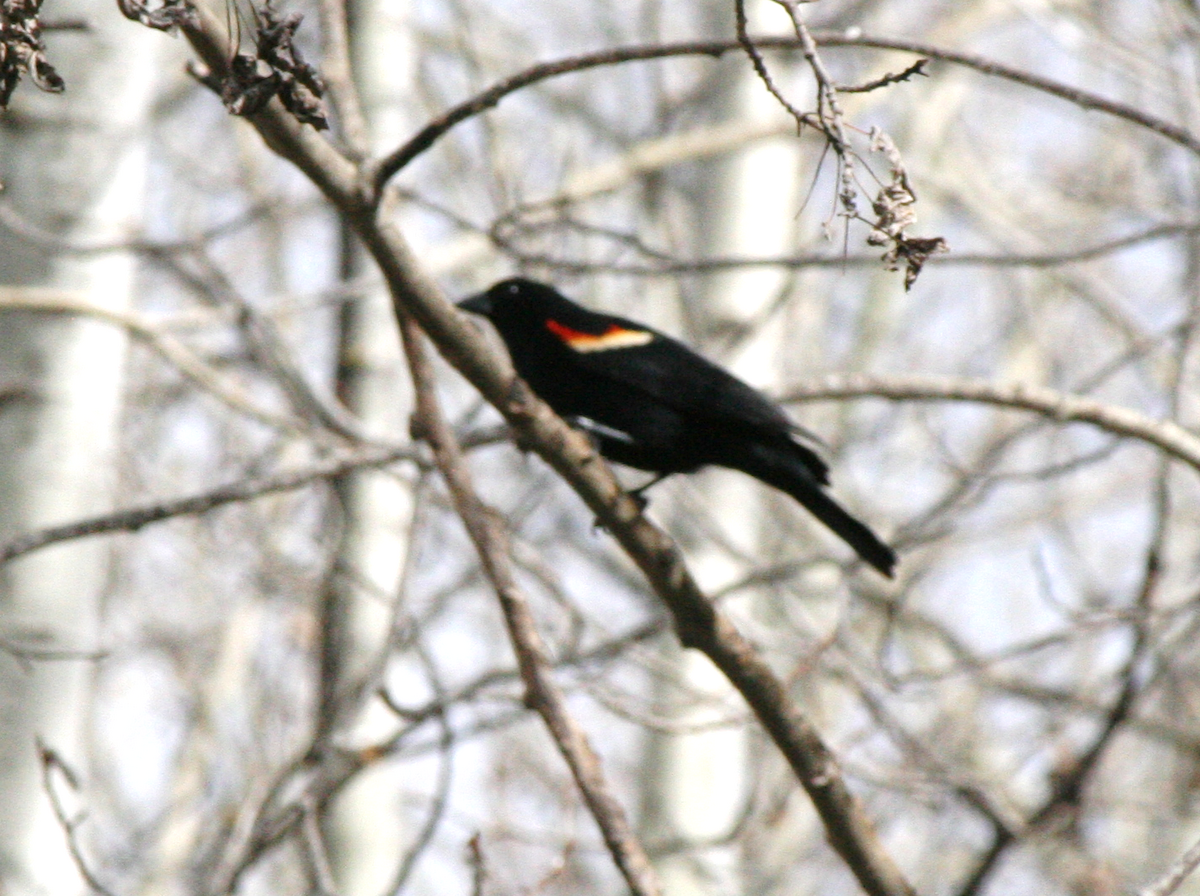 Red-winged Blackbird - Muriel & Jennifer Mueller