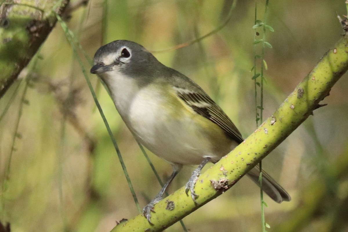 Blue-headed Vireo - Andrew Core