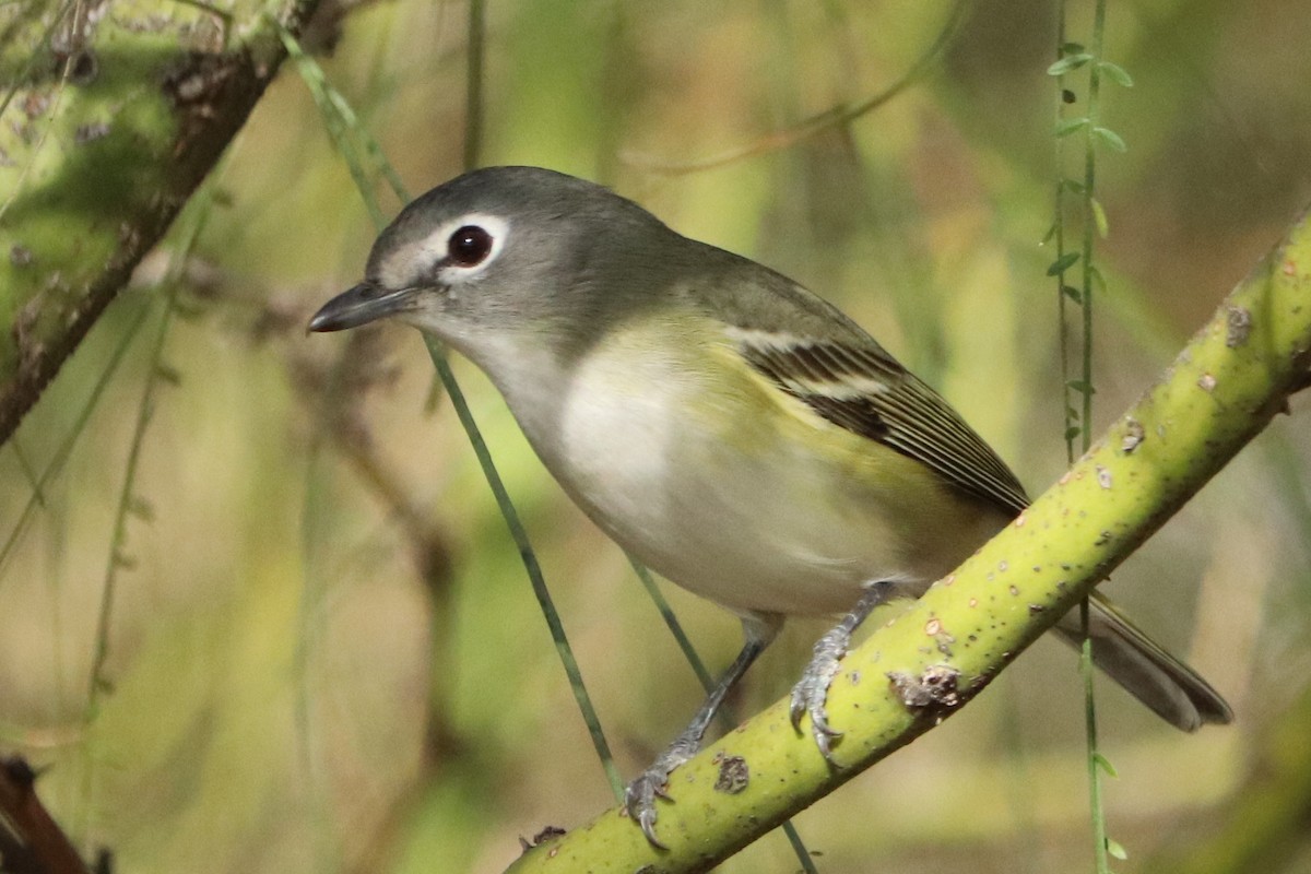 Blue-headed Vireo - Andrew Core