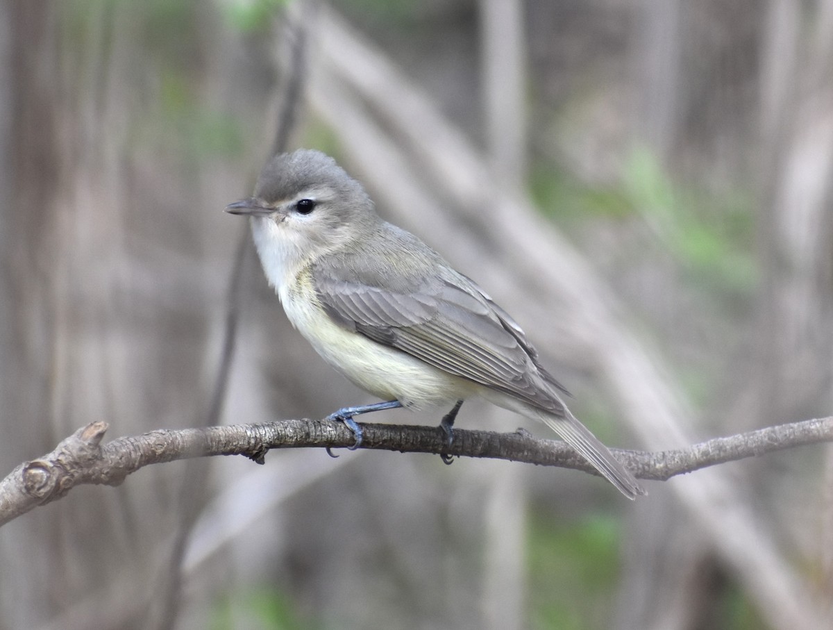 Eastern Warbling Vireo - Douglas Lister