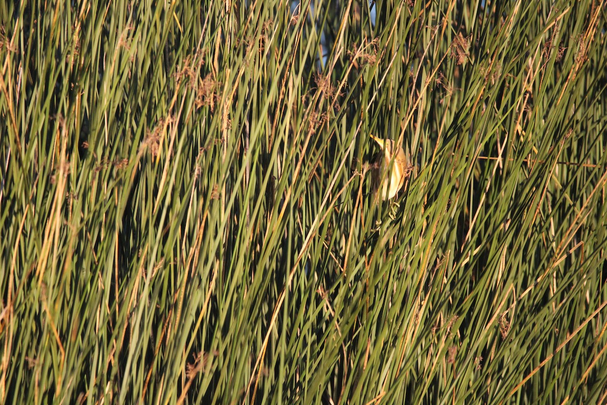 Stripe-backed Bittern - Armando Aranela