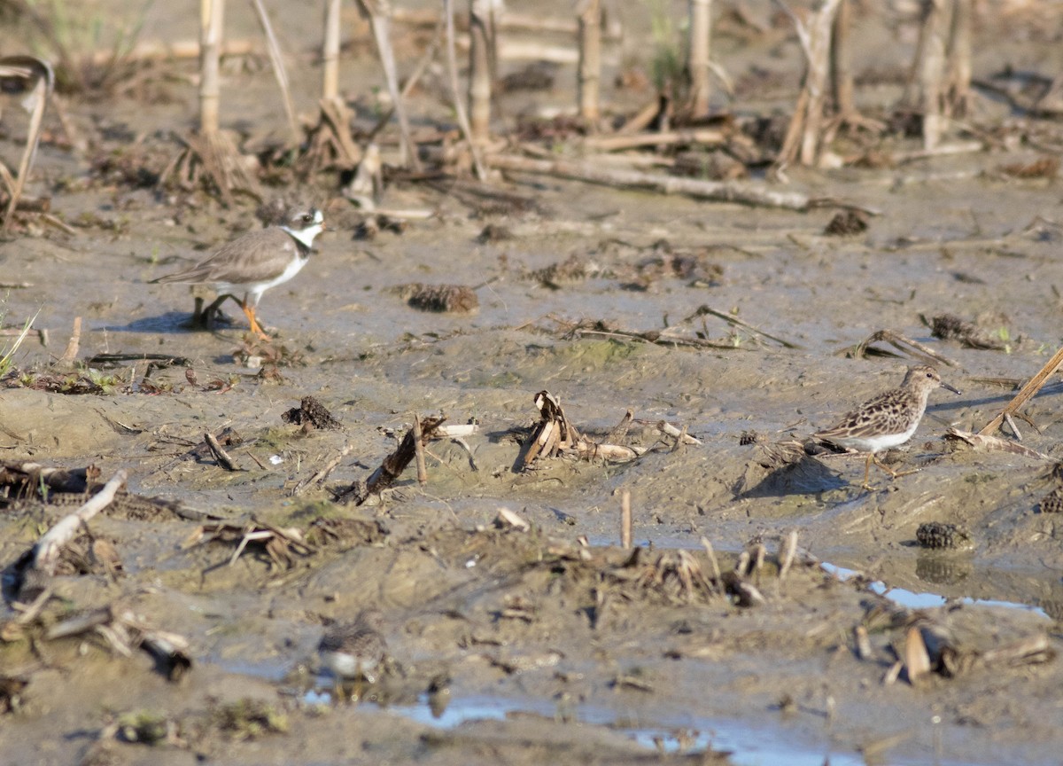 Semipalmated Plover - John Garrison