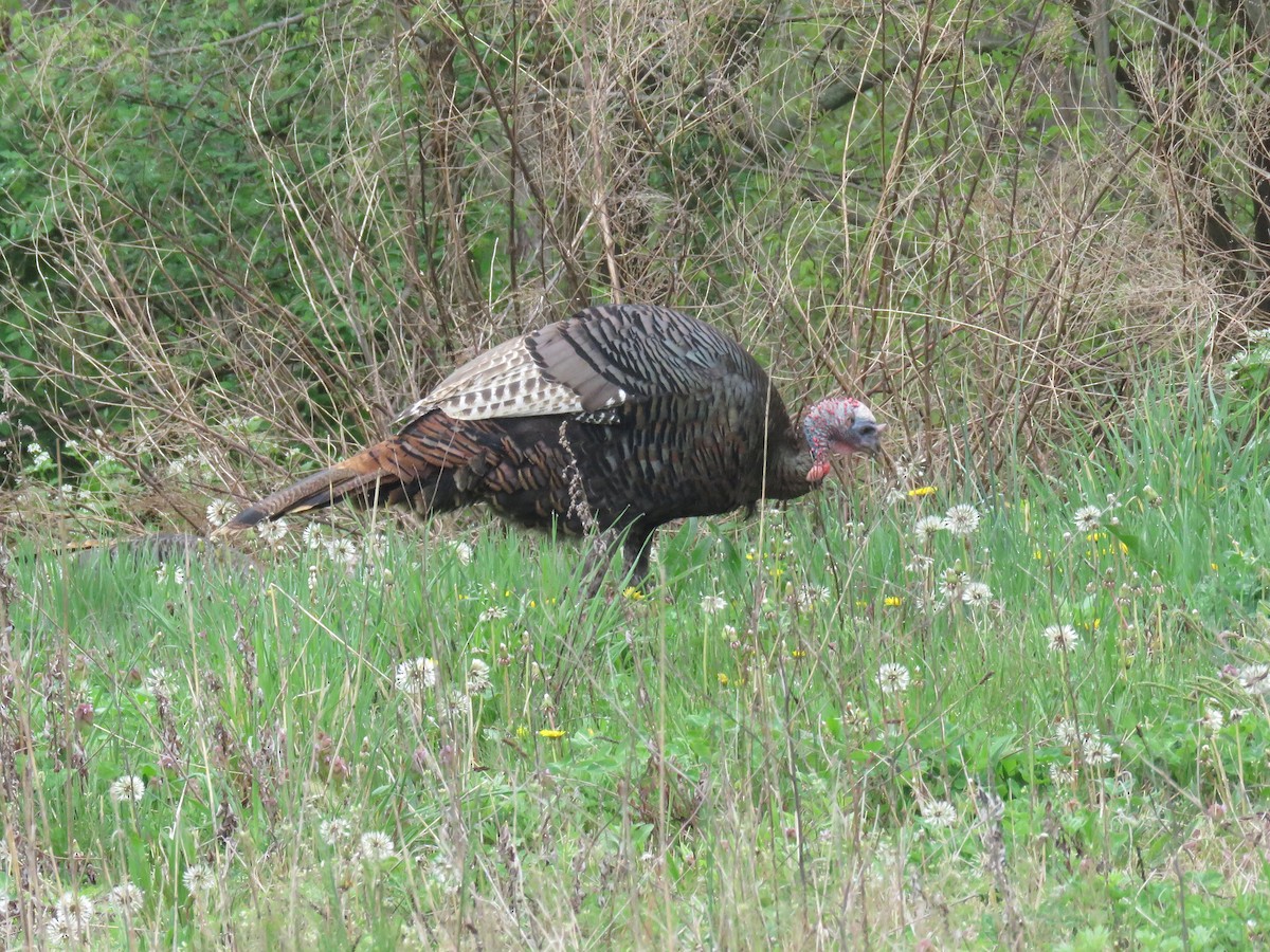 Wild Turkey - d w