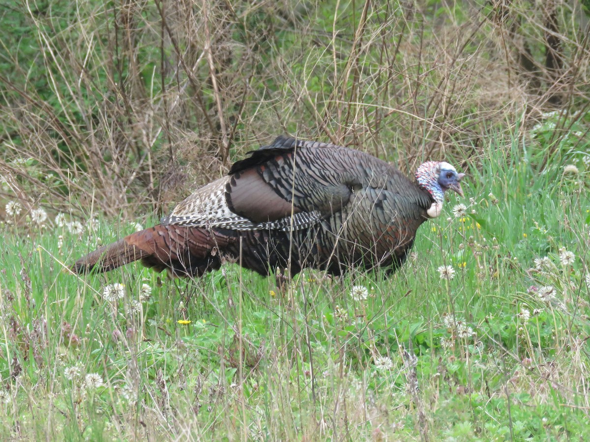 Wild Turkey - d w