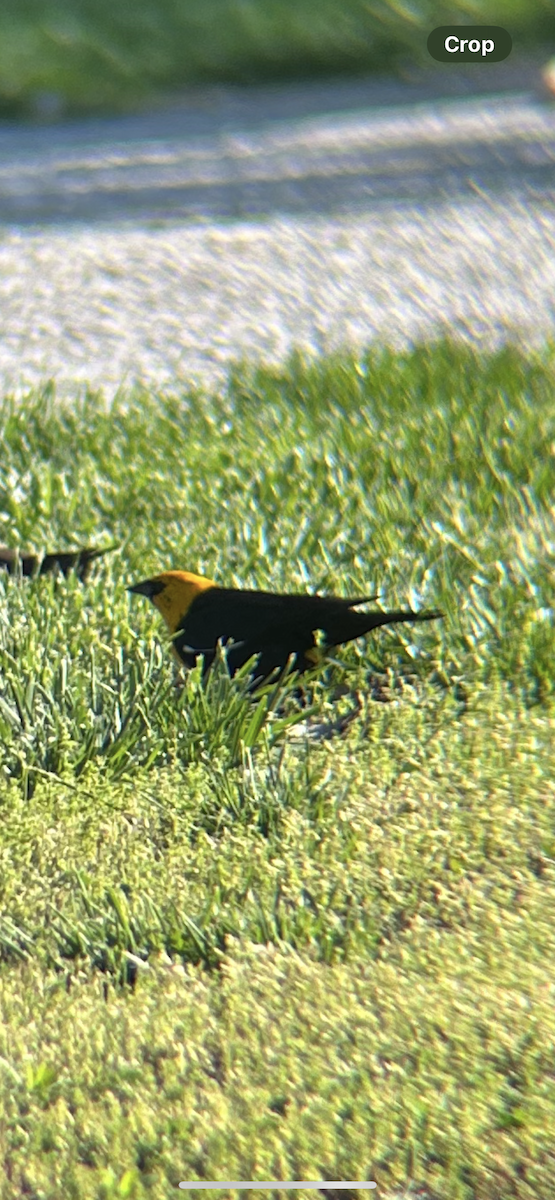 Yellow-headed Blackbird - Drew Keefer