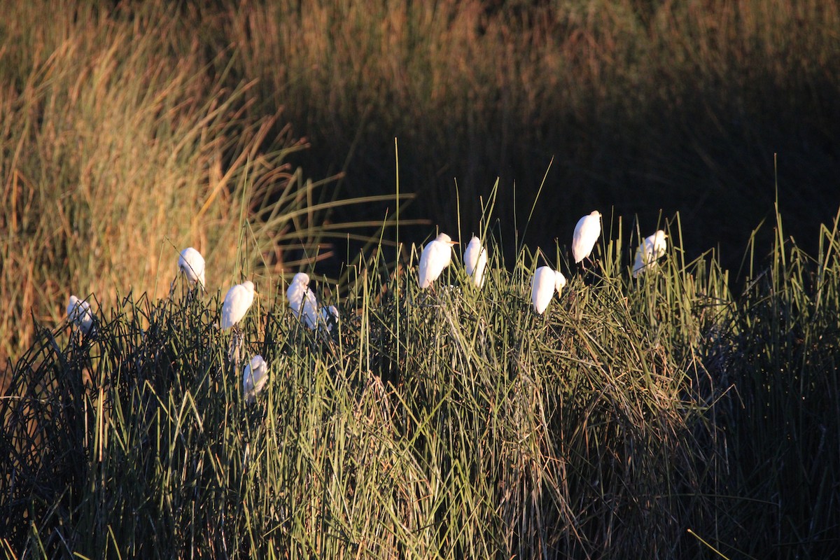 Western Cattle Egret - Armando Aranela