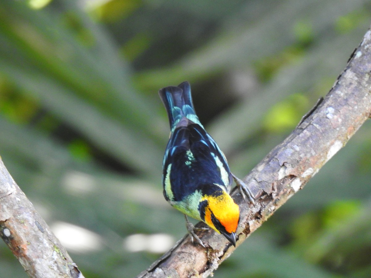 Flame-faced Tanager - Justin Harris