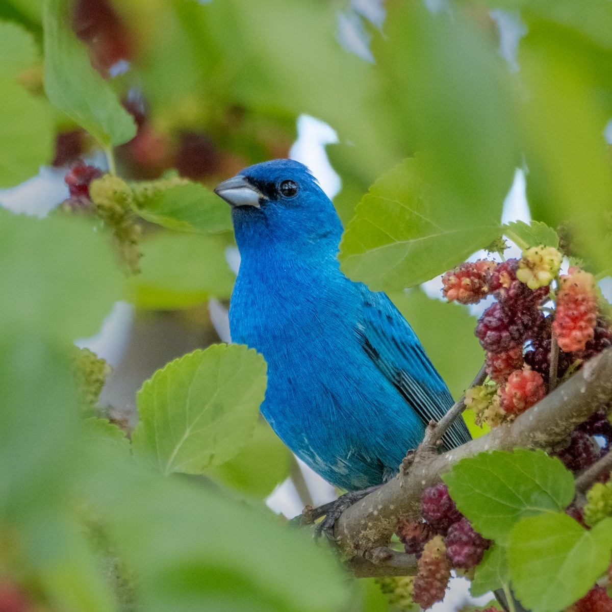 Indigo Bunting - Charles Byrne