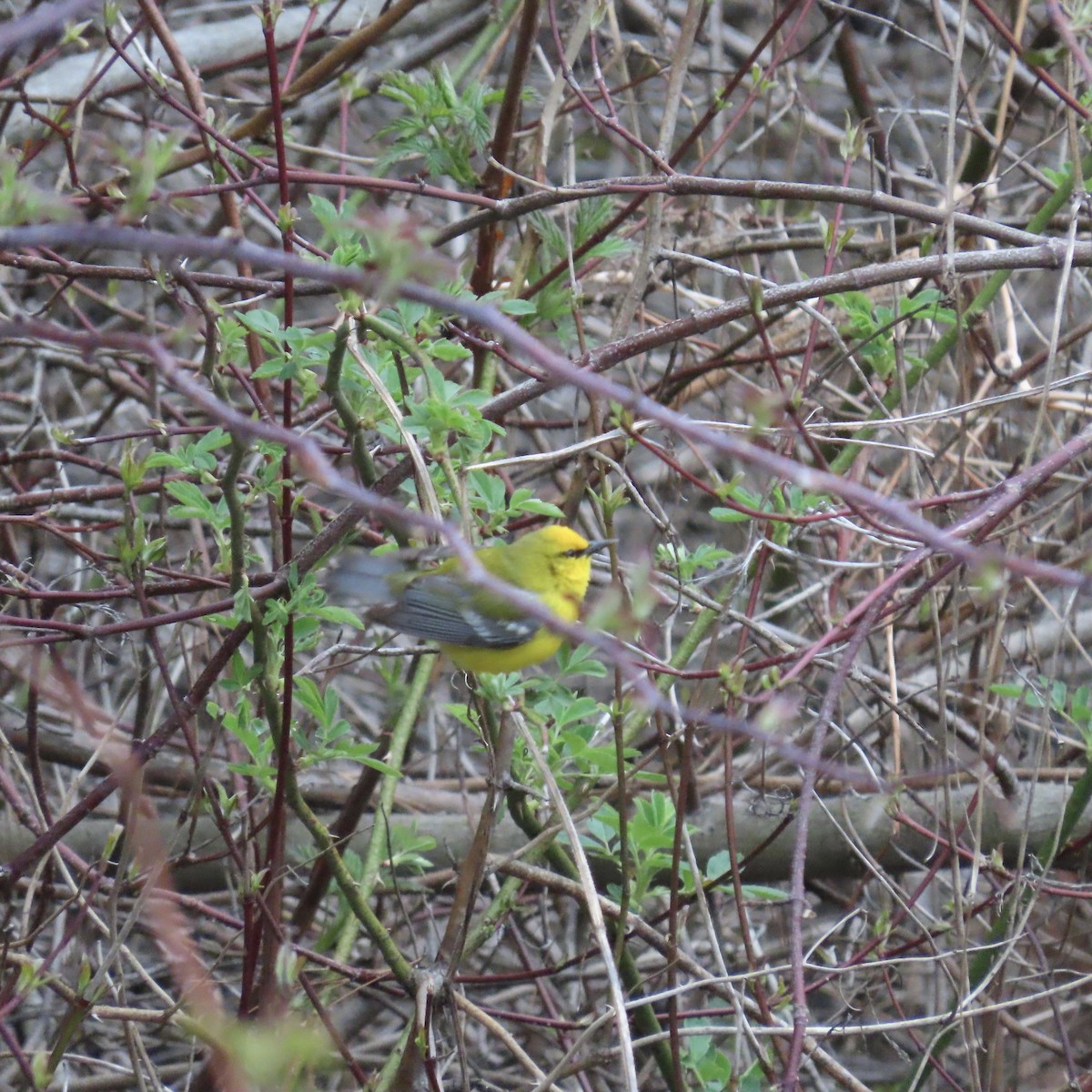 Blue-winged Warbler - Laurel Smith