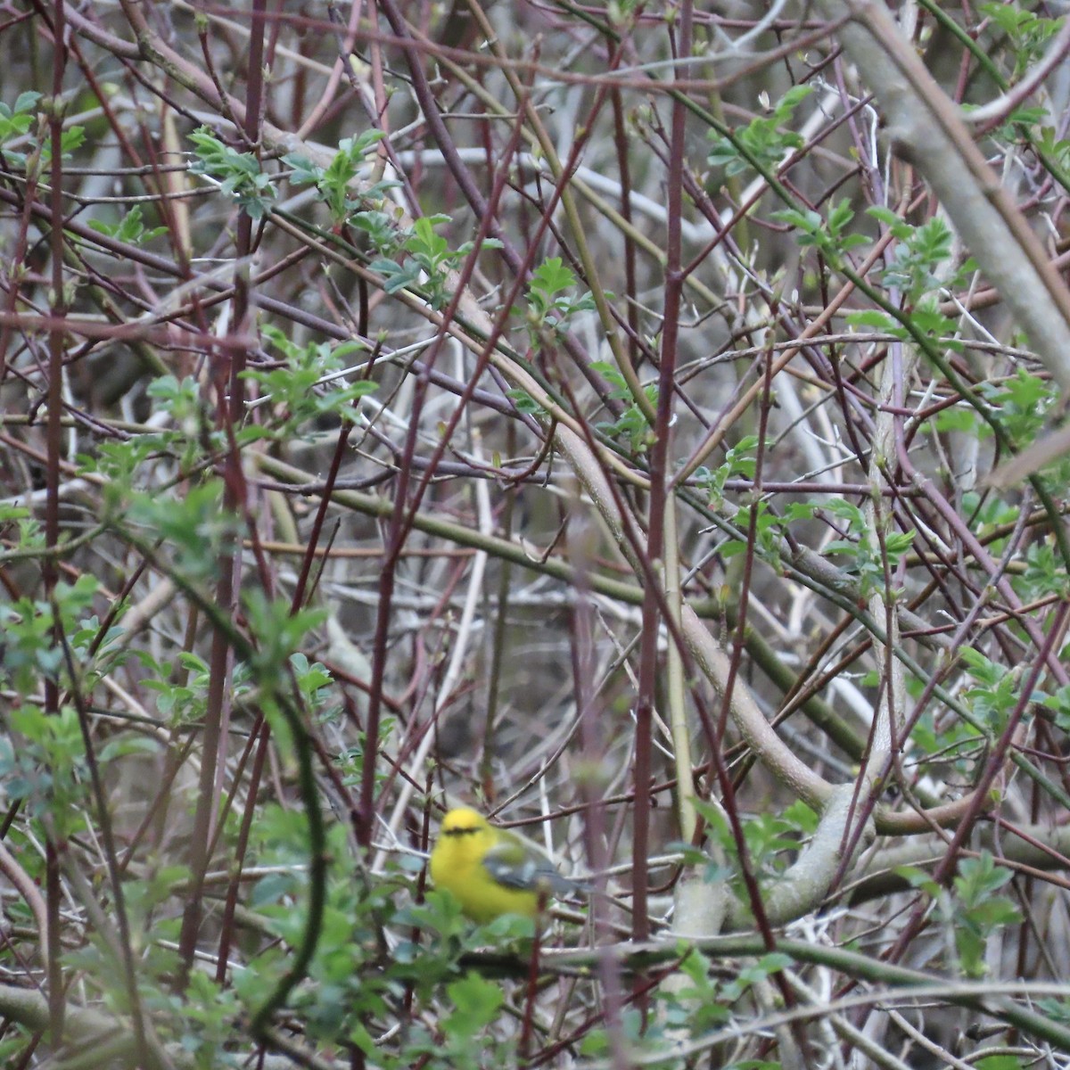 Blue-winged Warbler - Laurel Smith