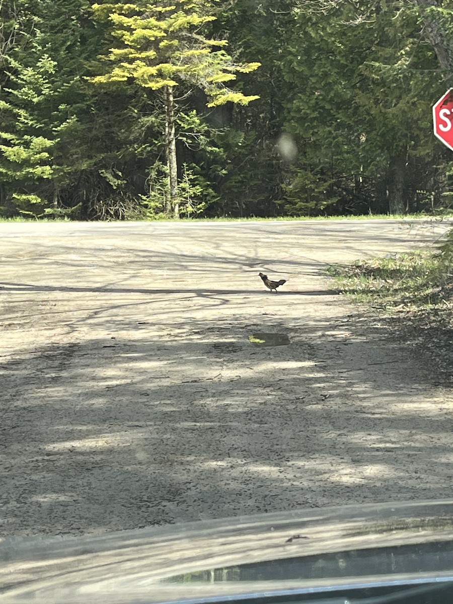 Ruffed Grouse - Dan Scheiman