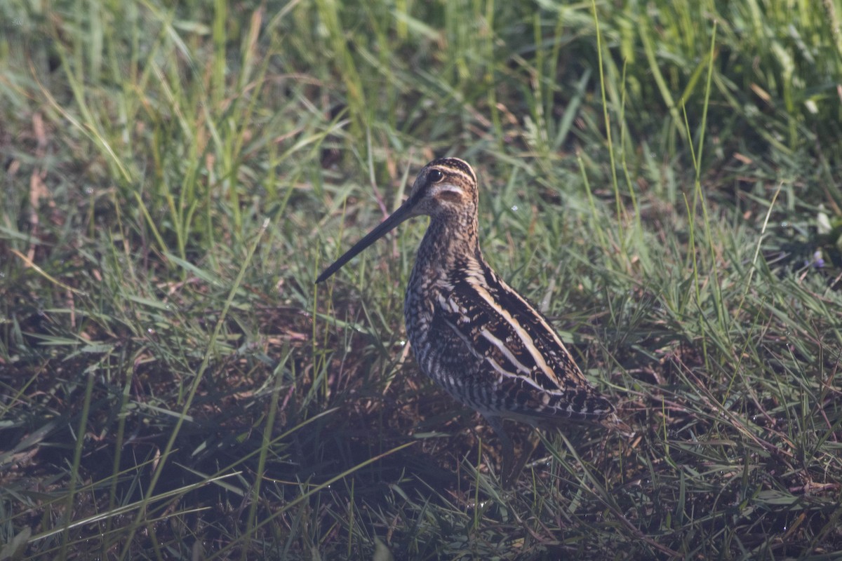 Wilson's Snipe - John Garrison