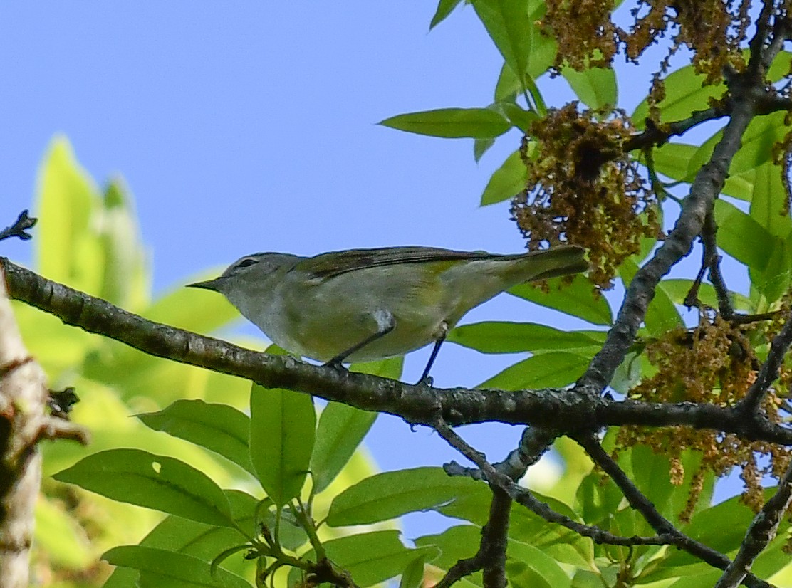 Tennessee Warbler - Elaine Thomas