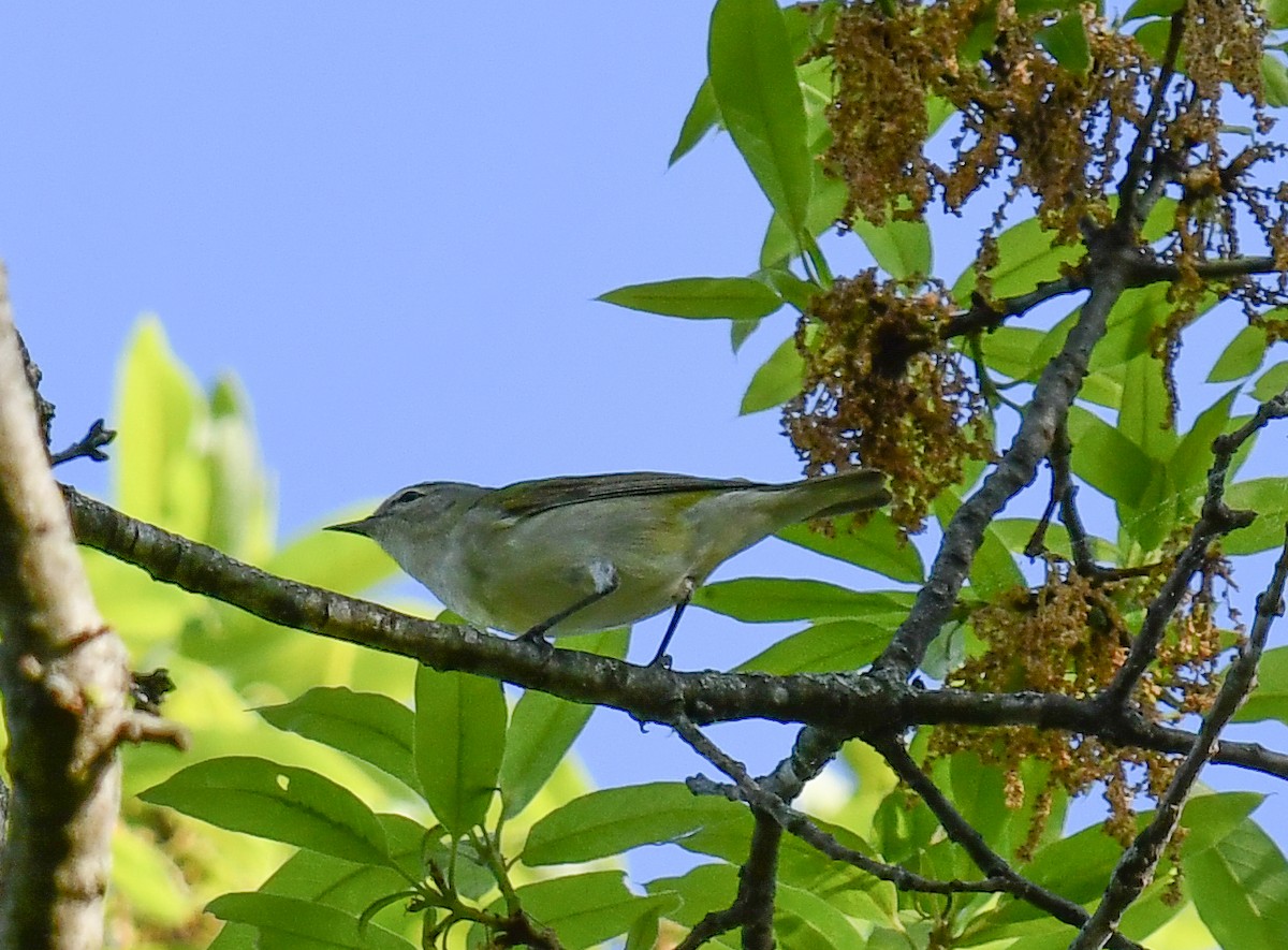 Tennessee Warbler - Elaine Thomas