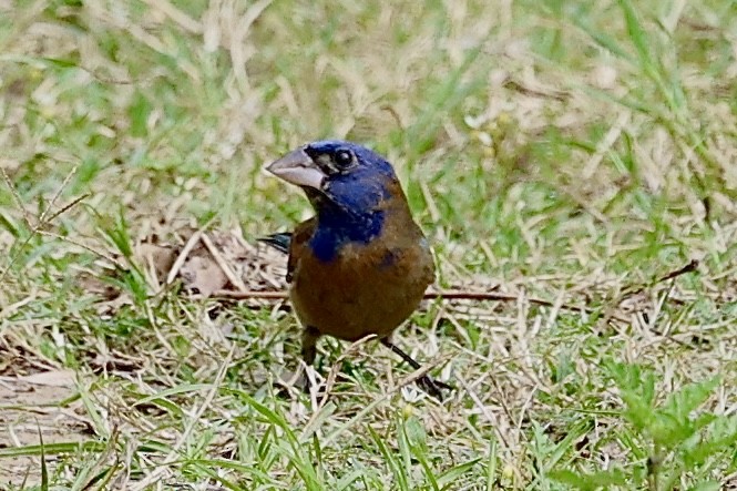 Blue Grosbeak - Dean Silvers