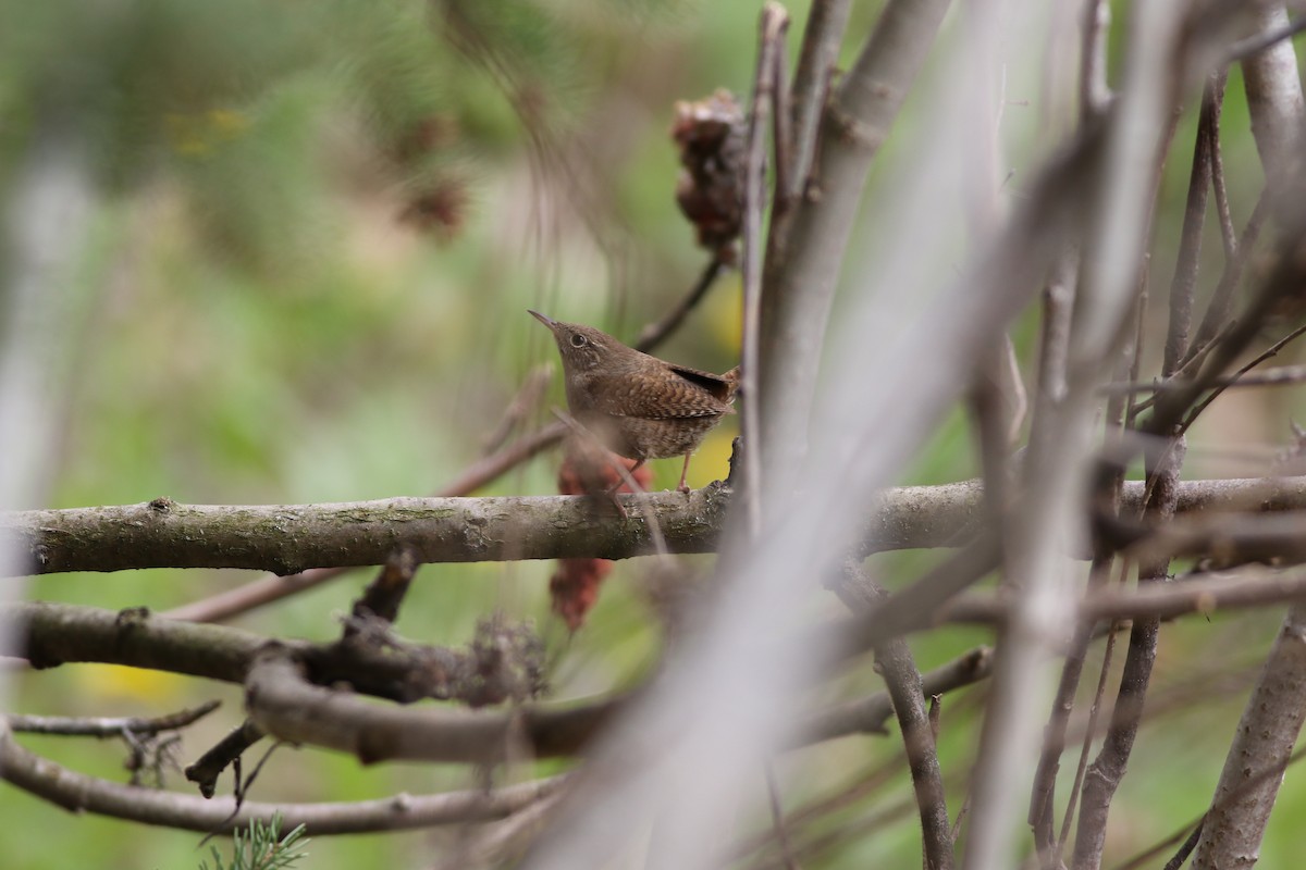 House Wren - Carl Leisegang