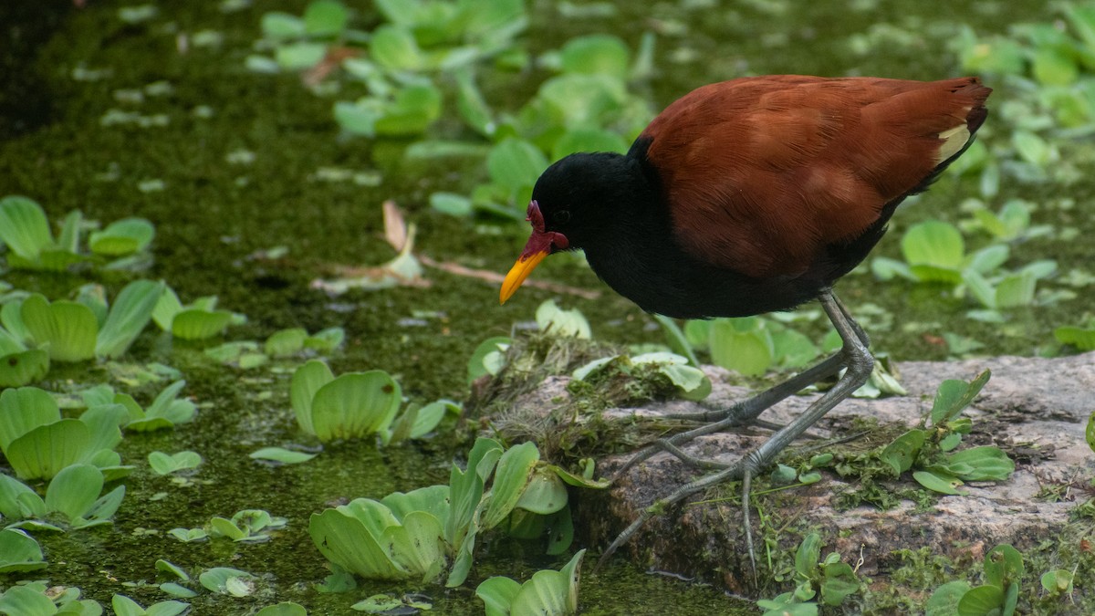 Wattled Jacana - Ludmila Berrueta