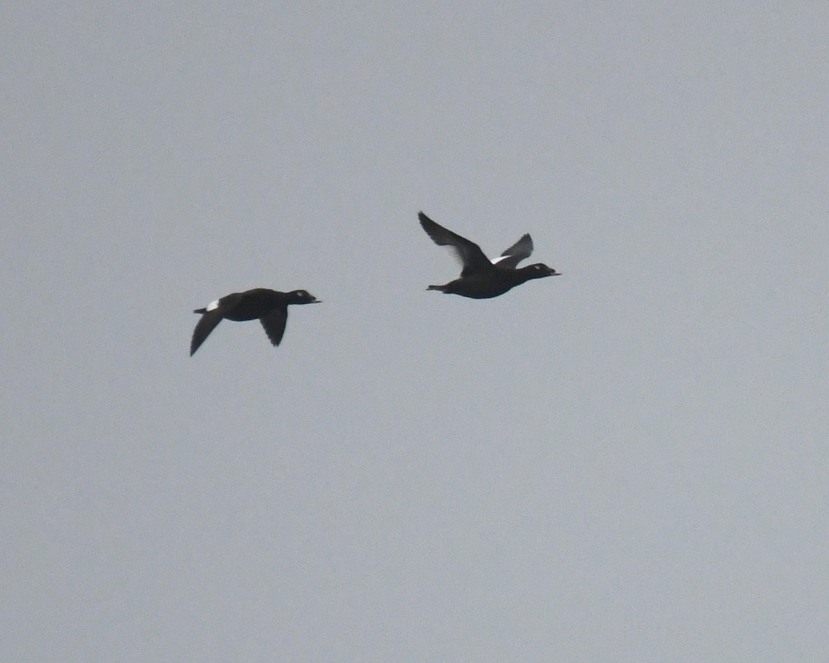 White-winged Scoter - Patricia Goldberg