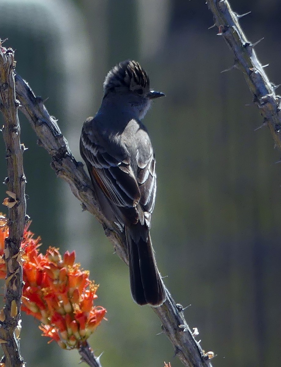 Ash-throated Flycatcher - James Wittke