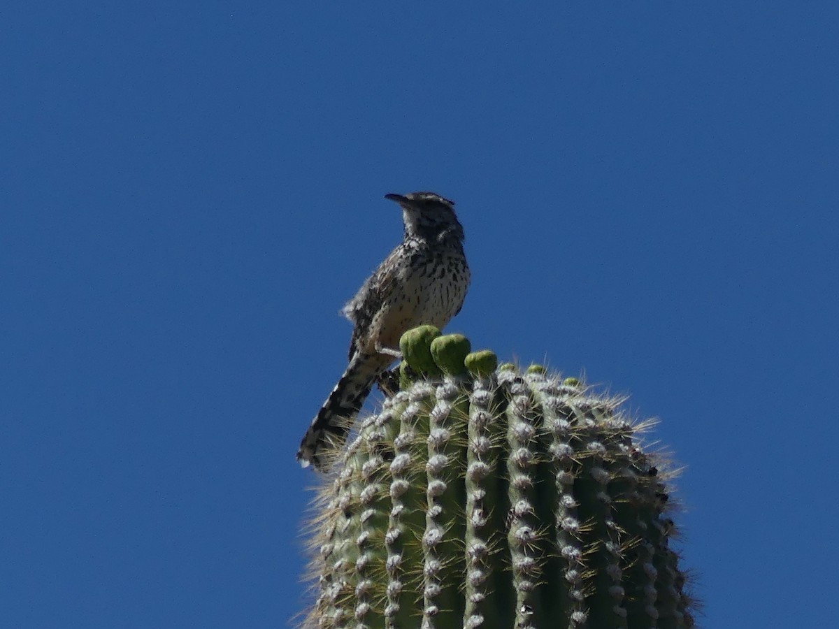 Cactus Wren - James Wittke