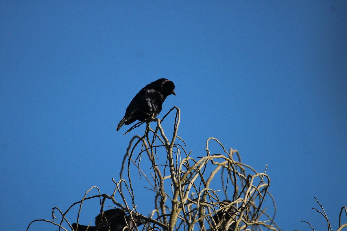 Shiny Cowbird - Armando Aranela