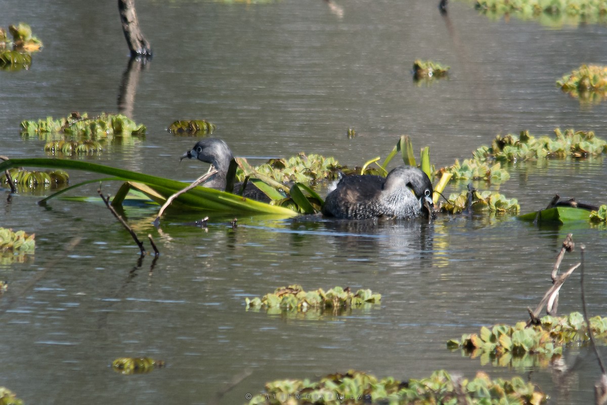 Pied-billed Grebe - Javier González