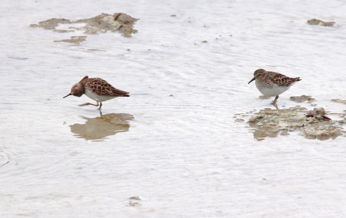 Least Sandpiper - Ruth King