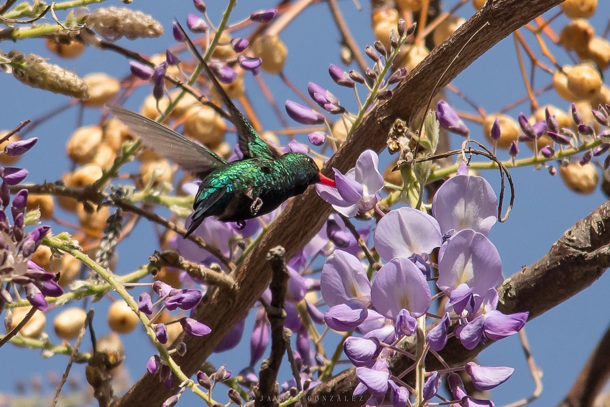 kolibřík lesklobřichý - ML618291355