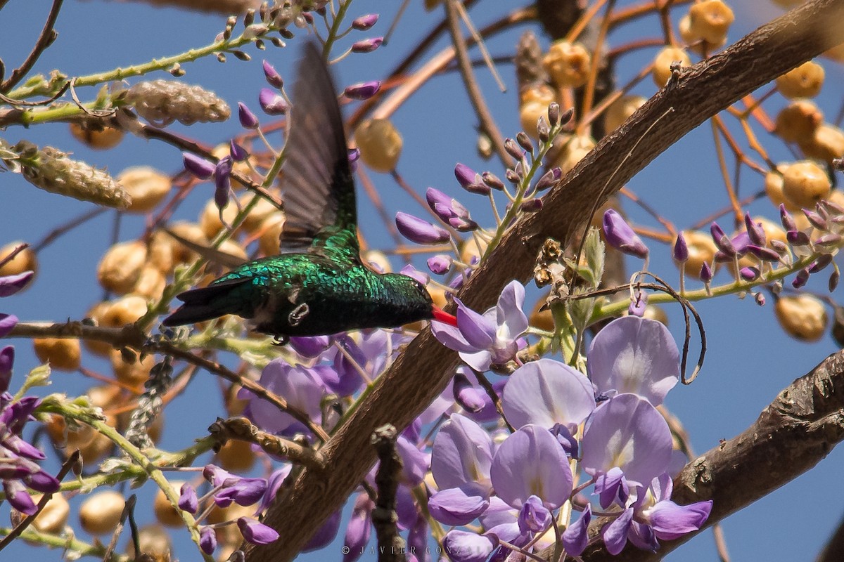 kolibřík lesklobřichý - ML618291356