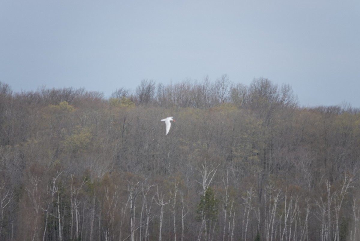 Caspian Tern - Marilyn Ohler