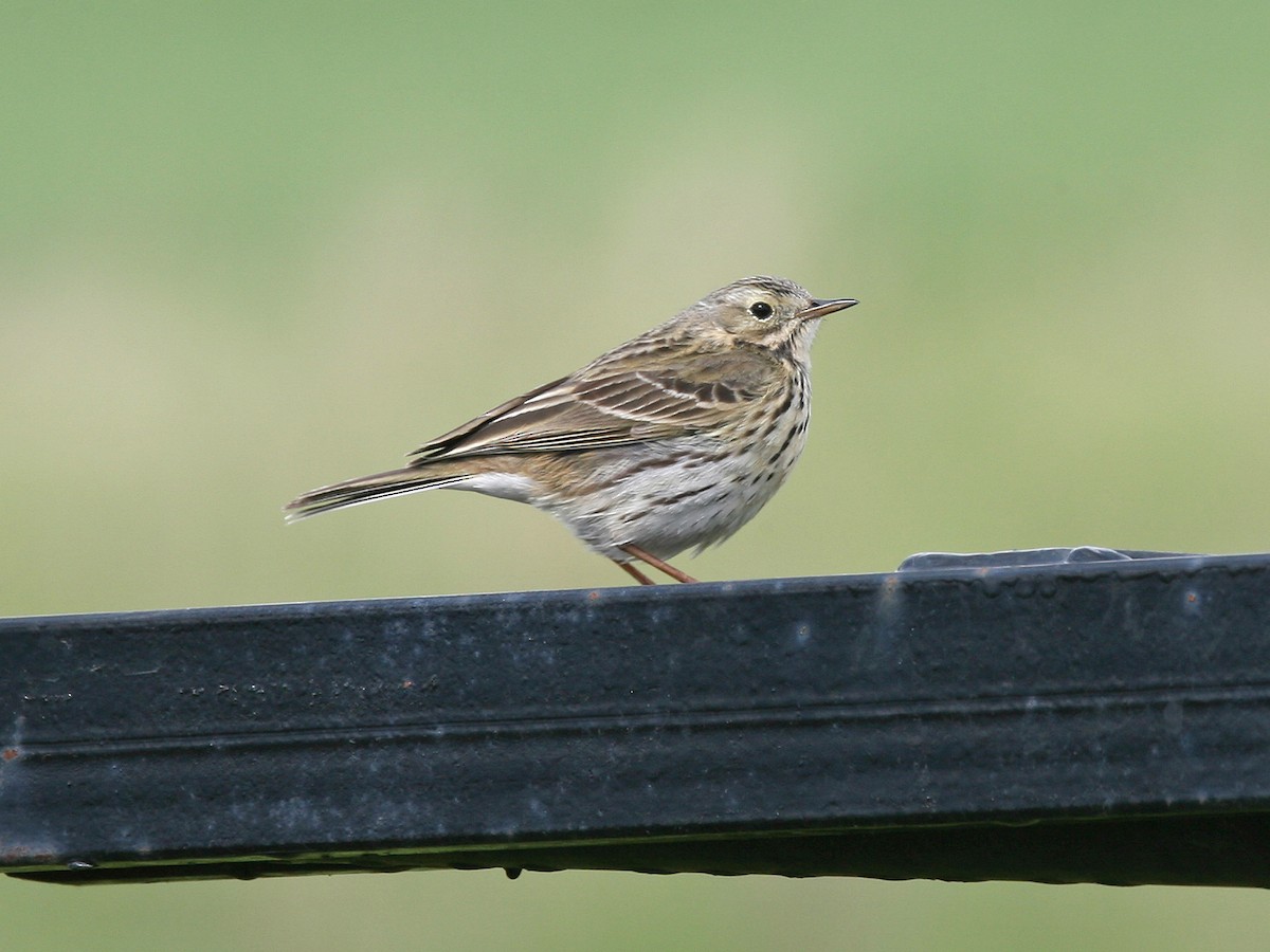 Meadow Pipit - Stu Elsom