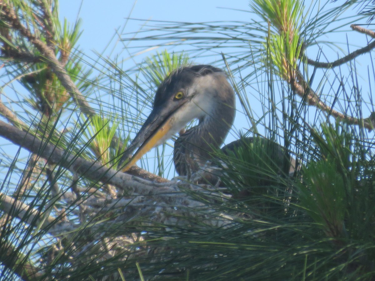 Great Blue Heron - shirley franey